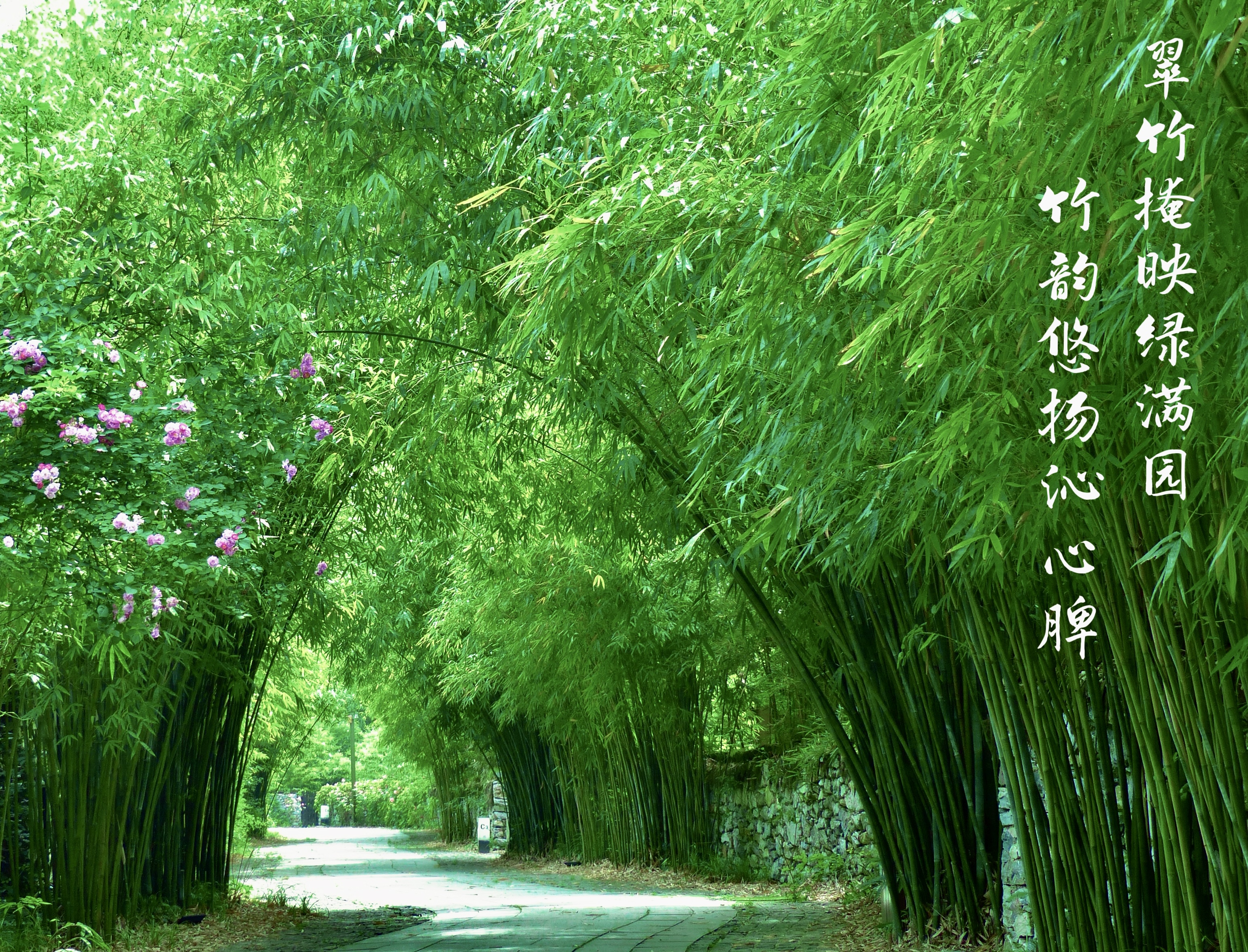 23攝影《觀青竹 知清廉》 (2).jpg